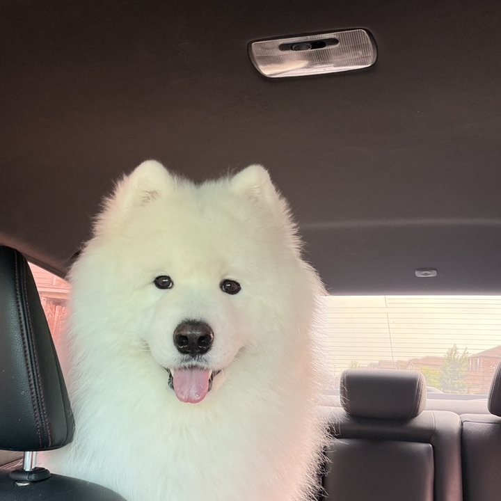 Leo the Samoyed, smiling in the back seat of a car